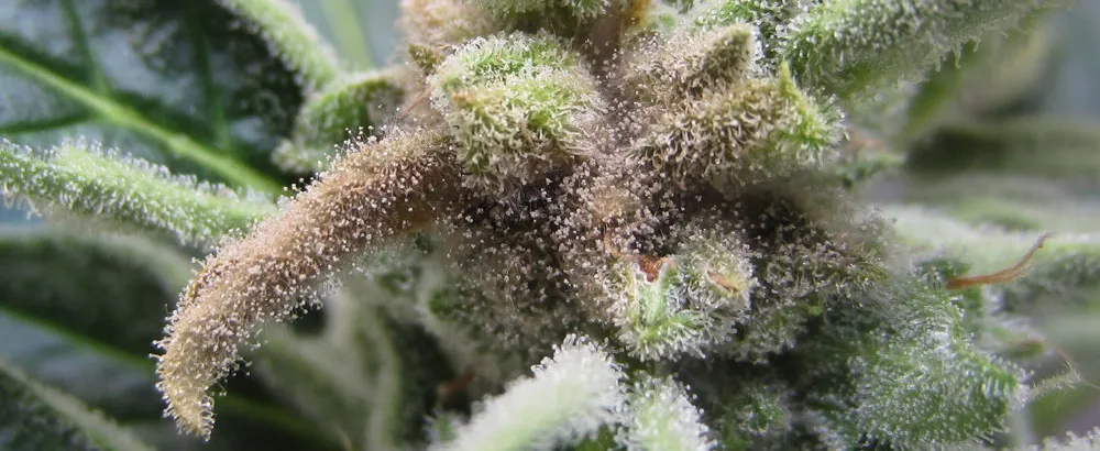 What is wrong with my cannabis plant? Budrot